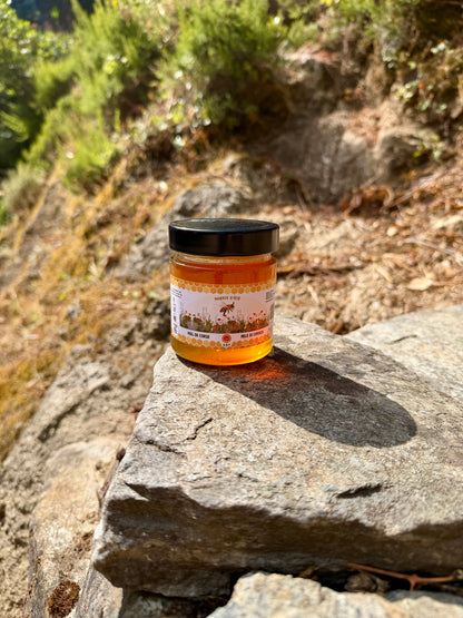 Miel de Maquis d’Été AOP